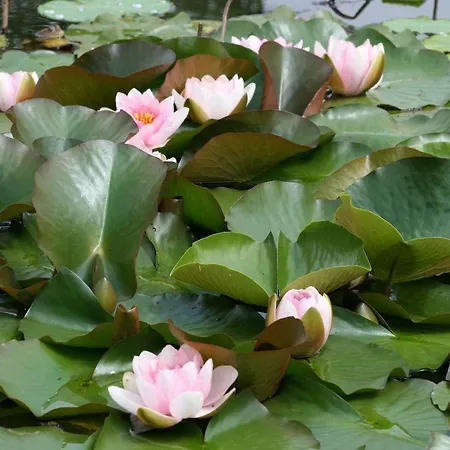 La Romaine Carsac-Aillac